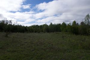 Trees on final for the grass runway